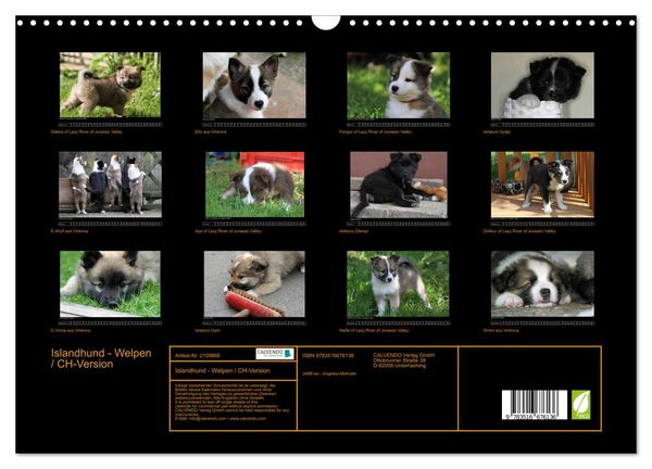 Produktbild: Islandhund - Welpen / CH-Version (Wandkalender 2026 DIN A3 quer), CALVENDO Monatskalender