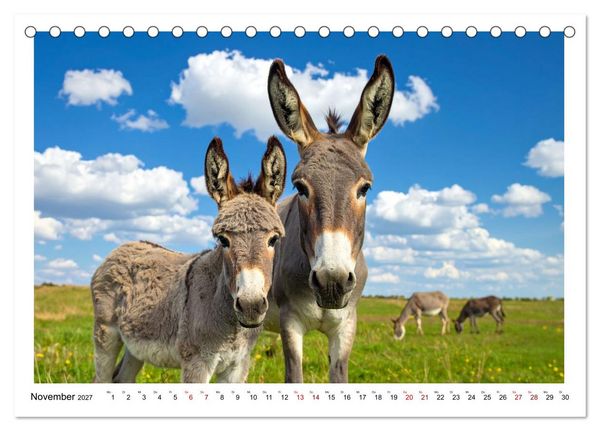 Produktbild: Kleine und gro&szlig;e Eselein (Tischkalender 2027 DIN A5 quer), CALVENDO Monatskalender