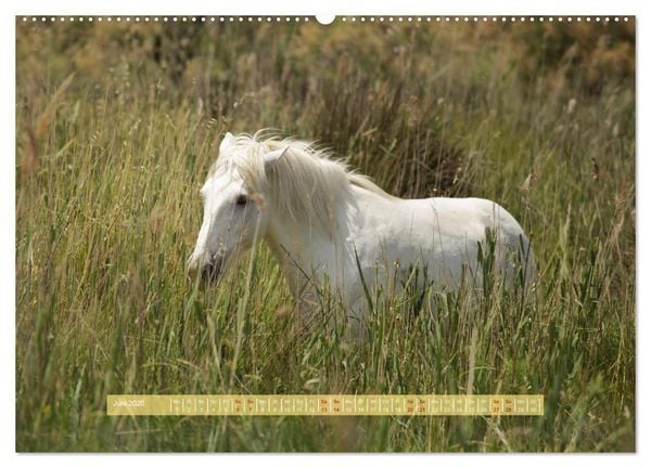 Produktbild: S&uuml;dfrankreich - Rund um Montpellier (hochwertiger Premium Wandkalender 2026 DIN A2 quer), Kunstdruck in Hochglanz