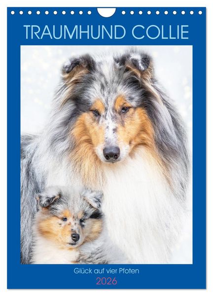 Traumhund Collie - Glück auf vier Pfoten (Wandkalender 2026 DIN A4 hoch), CALVENDO Monatskalender