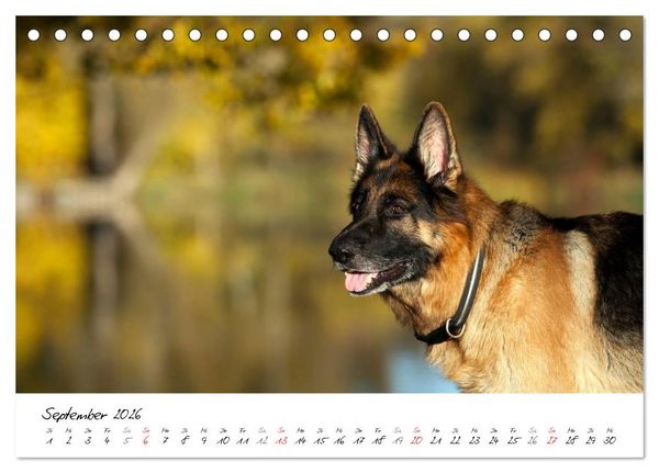 Produktbild: Deutsche Sch&auml;ferhunde - Senioren auf vier Pfoten (Tischkalender 2026 DIN A5 quer), CALVENDO Monatskalender