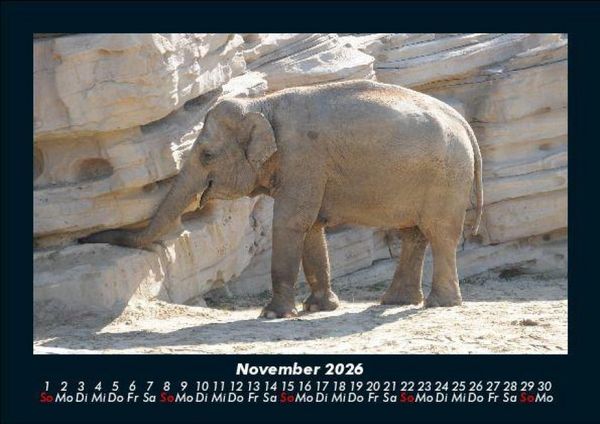 Produktbild: Der Elefantenkalender 2026 Fotokalender DIN A5