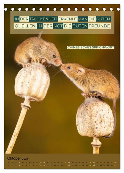 Produktbild: Freundschaft Weisheiten und Zitate (Tischkalender 2026 DIN A5 hoch), CALVENDO Monatskalender