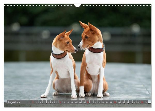 Produktbild: Der Basenji (Wandkalender 2026 DIN A3 quer), CALVENDO Monatskalender