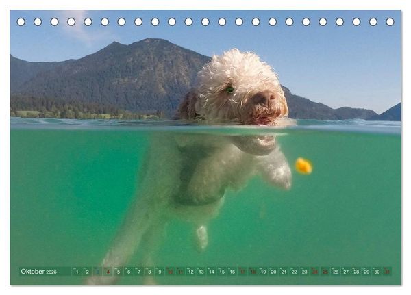 Produktbild: Lagotto Romagnolo - Wasserspiele (Tischkalender 2026 DIN A5 quer), CALVENDO Monatskalender