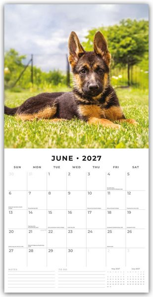 Produktbild: German Shepherd Puppies &ndash; Deutsche Sch&auml;ferhunde Welpen 2027 &ndash; 16-Monatskalender