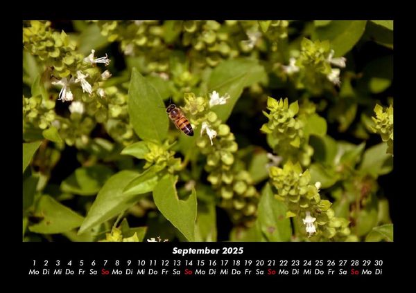Produktbild: Bienen 2025 Fotokalender DIN A3