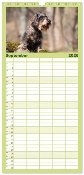 Produktbild: Familienplaner 2026 - DACKEL DACHSHUND TECKEL 2026 mit 5 Spalten (Wandkalender, 21 x 45 cm) CALVENDO