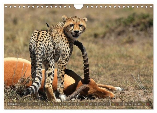 Produktbild: Geparden - Begegnungen in Afrika (Wandkalender 2027 DIN A4 quer), CALVENDO Monatskalender