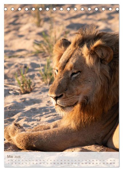 Produktbild: L&ouml;wen in Sabi Sands (Tischkalender 2026 DIN A5 hoch), CALVENDO Monatskalender