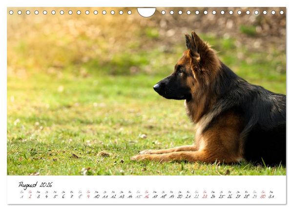 Produktbild: Zauberhafte Langhaar Sch&auml;ferhunde (Wandkalender 2026 DIN A4 quer), CALVENDO Monatskalender