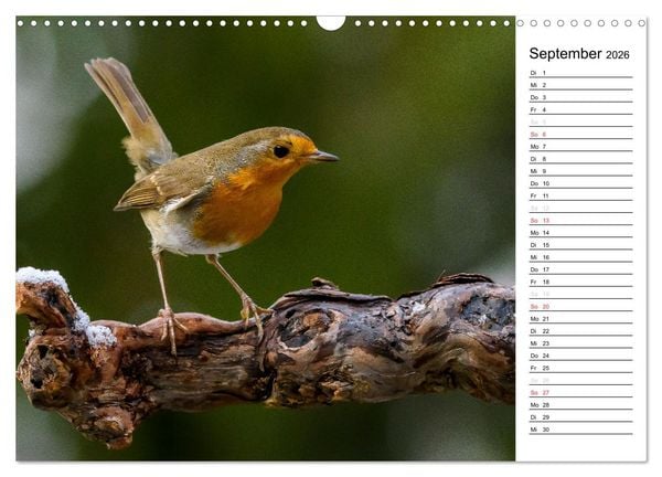 Produktbild: Unsere heimischen Gartenv&ouml;gel (Wandkalender 2026 DIN A3 quer), CALVENDO Monatskalender