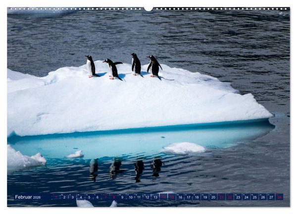 Produktbild: Antarktis Gletscher, Robben, Pinguine (hochwertiger Premium Wandkalender 2026 DIN A2 quer), Kunstdruck in Hochglanz