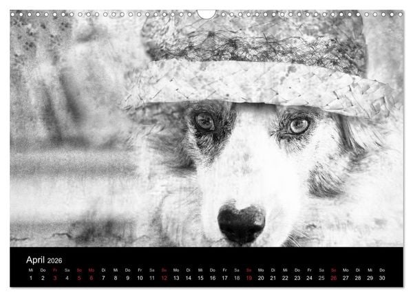 Produktbild: H&uuml;tehunde (Wandkalender 2026 DIN A3 quer), CALVENDO Monatskalender