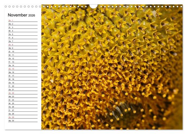 Produktbild: Sonnenblumen Impressionen (Wandkalender 2026 DIN A3 quer), CALVENDO Monatskalender
