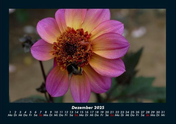 Produktbild: Pflanzen und Bl&uuml;ten 2025 Fotokalender DIN A4