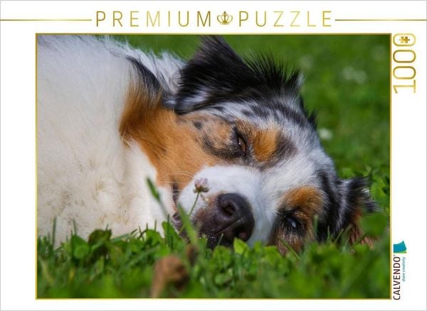 CALVENDO Puzzle Ein Motiv aus dem Kalender Bekannt wie ein bunter Hund. Australian Shepherd - Familienplaner hoch | 1000 Teile Lege-Größe 64x48cm Foto