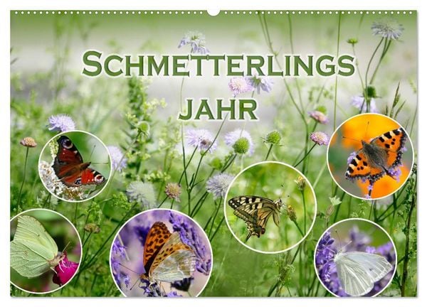 Produktbild: Schmetterlingsjahr (Wandkalender 2026 DIN A2 quer), CALVENDO Monatskalender