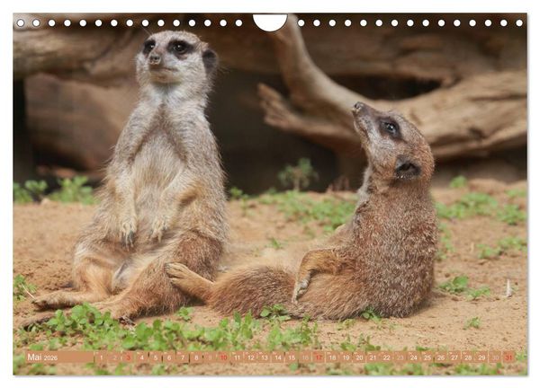 Produktbild: Erdm&auml;nnchen Familienbande (Wandkalender 2026 DIN A4 quer), CALVENDO Monatskalender