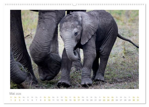 Produktbild: Ein L&auml;cheln f&uuml;r die Tierwelt (Wandkalender 2026 DIN A2 quer), CALVENDO Monatskalender
