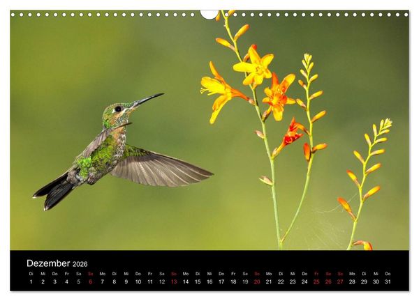 Produktbild: Der Kolibrikalender (Wandkalender 2026 DIN A3 quer), CALVENDO Monatskalender