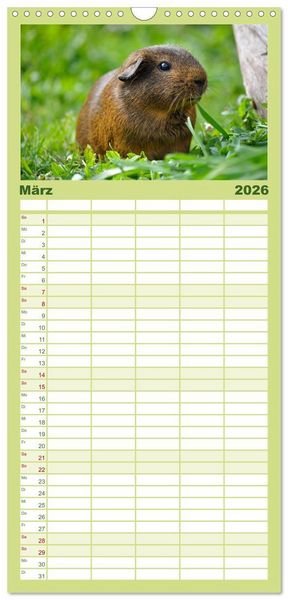 Produktbild: Familienplaner 2026 - Meerschweinchen Niedliche Herzensbrecher mit 5 Spalten (Wandkalender, 21 x 45 cm) CALVENDO