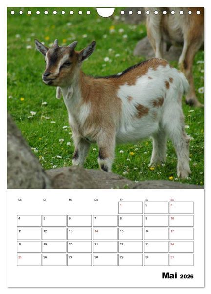 Produktbild: Ziegen Terminplaner (Wandkalender 2026 DIN A4 hoch), CALVENDO Monatskalender