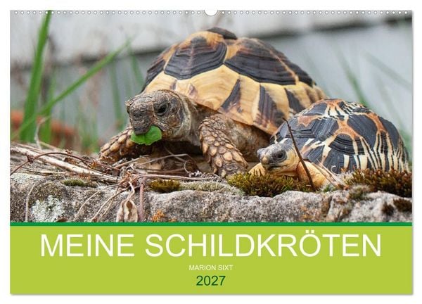 Produktbild: Meine Schildkr&ouml;ten (Wandkalender 2027 DIN A2 quer), CALVENDO Monatskalender