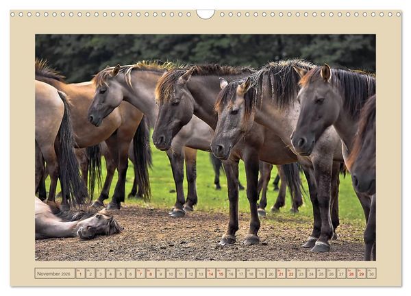 Produktbild: D&uuml;lmener Wildpferde im M&uuml;nsterland (Wandkalender 2026 DIN A3 quer), CALVENDO Monatskalender