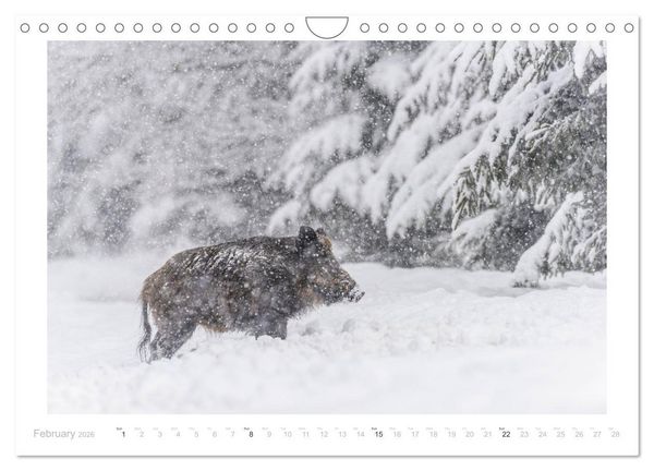 Produktbild: Wild Boars (Wall Calendar 2026 DIN A4 landscape), CALVENDO 12 Month Wall Calendar