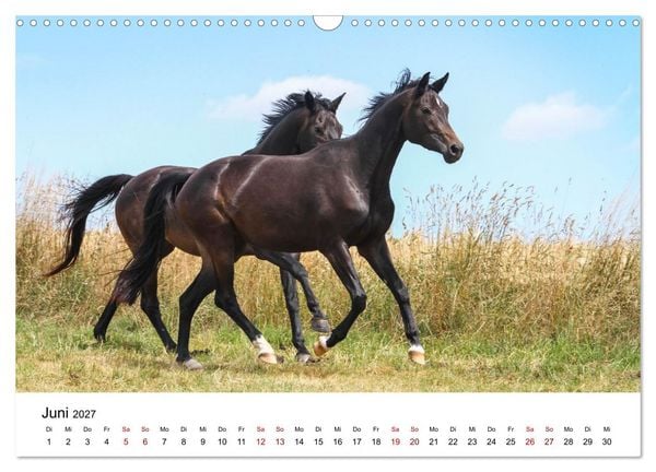 Produktbild: PFERDE - Zwischen Himmel, Erde und Hufschlag (Wandkalender 2027 DIN A3 quer), CALVENDO Monatskalender