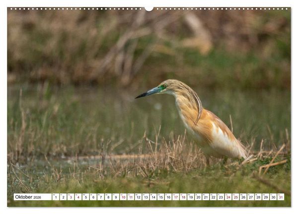 Produktbild: Vogelparadies Volvi-See (hochwertiger Premium Wandkalender 2026 DIN A2 quer), Kunstdruck in Hochglanz