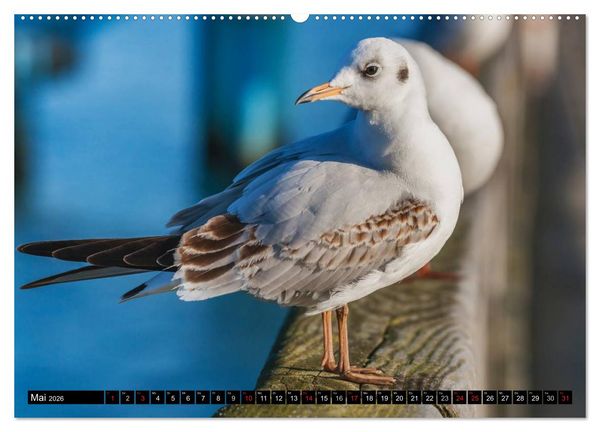Produktbild: Entdeckungen auf der Insel R&uuml;gen (hochwertiger Premium Wandkalender 2026 DIN A2 quer), Kunstdruck in Hochglanz