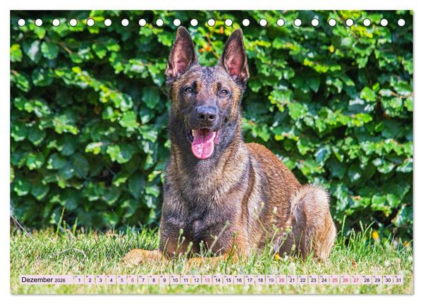 Produktbild: Freund und Besch&uuml;tzer - Der Malinois (Tischkalender 2026 DIN A5 quer), CALVENDO Monatskalender