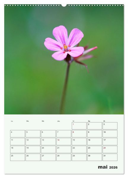Produktbild: Fleurs en toute simplicit&eacute; - Beaut&eacute; minimaliste (Calendrier mural 2026 DIN A2 horizontal) calendrier de bureau