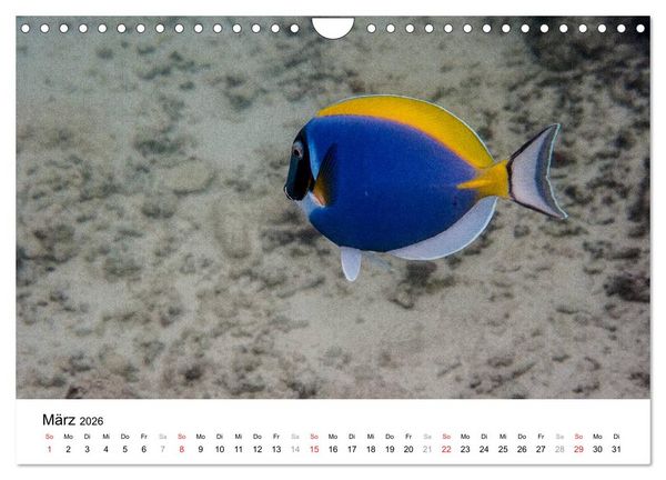 Produktbild: Unterwasserwelt der Malediven III (Wandkalender 2026 DIN A4 quer), CALVENDO Monatskalender
