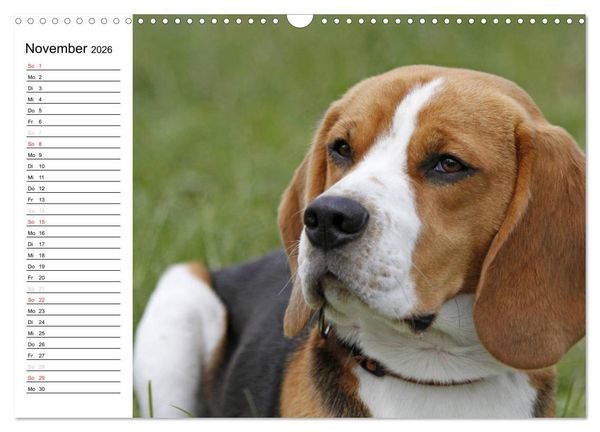 Produktbild: DER BEAGLEige TERMINPLANER (Wandkalender 2026 DIN A3 quer), CALVENDO Monatskalender