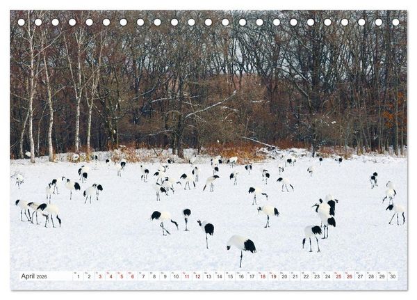 Produktbild: Wildes Japan - Hokkaido im Winter (Tischkalender 2026 DIN A5 quer), CALVENDO Monatskalender