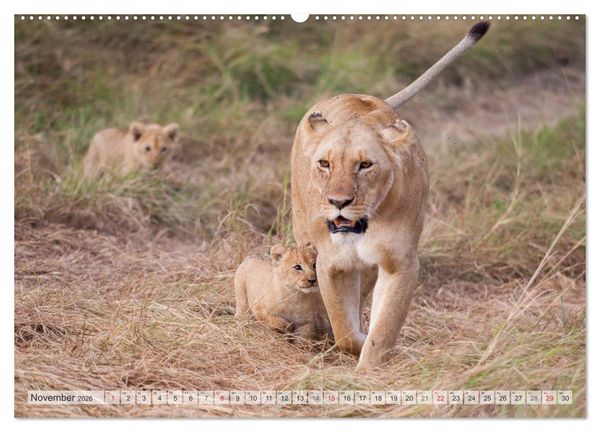 Produktbild: Emotionale Momente: Liebenswerte L&ouml;wenbabys (hochwertiger Premium Wandkalender 2026 DIN A2 quer), Kunstdruck in Hochglanz