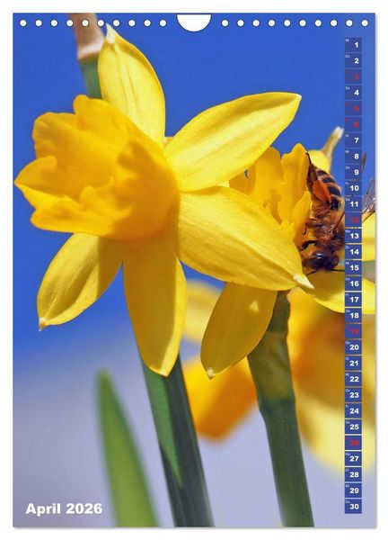Produktbild: Blossom Love, von Bienen und Hummeln (Wandkalender 2026 DIN A4 hoch), CALVENDO Monatskalender