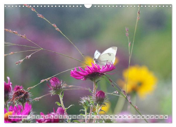 Produktbild: Es bl&uuml;ht im Sommer (Wandkalender 2026 DIN A3 quer), CALVENDO Monatskalender