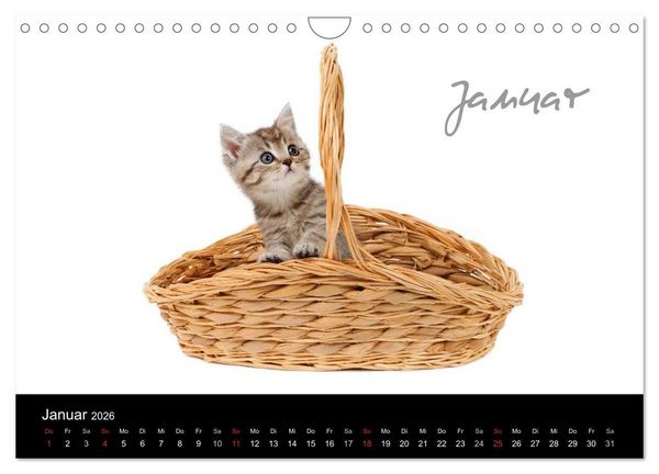 Produktbild: Katzenbabys (Wandkalender 2026 DIN A4 quer), CALVENDO Monatskalender