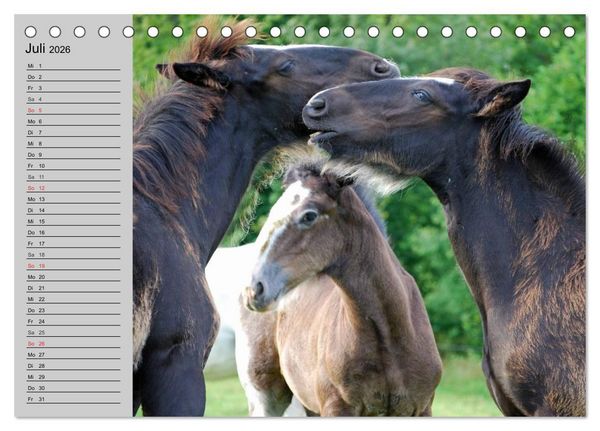 Produktbild: Das Shire Horse. Impressionen (Tischkalender 2026 DIN A5 quer), CALVENDO Monatskalender