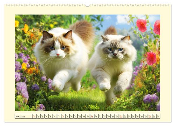 Produktbild: Liebliche Ragdolls. Katzen-Sch&ouml;nheiten in ihrer gr&uuml;nen Oase (hochwertiger Premium Wandkalender 2026 DIN A2 quer), Kunstdruck in Hochglanz