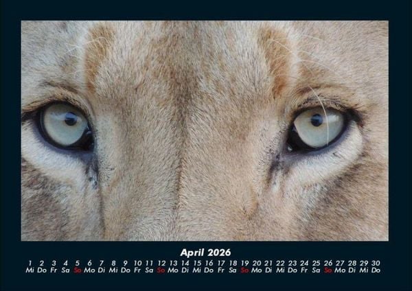 Produktbild: L&ouml;wen in der Wildnis 2026 Fotokalender DIN A4