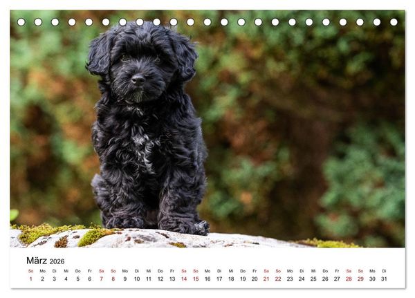 Produktbild: Maltipoo Welpen (Tischkalender 2026 DIN A5 quer), CALVENDO Monatskalender