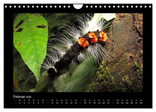 Produktbild: SUMATRA Abenteuer Regenwald (Wandkalender 2026 DIN A4 quer), CALVENDO Monatskalender
