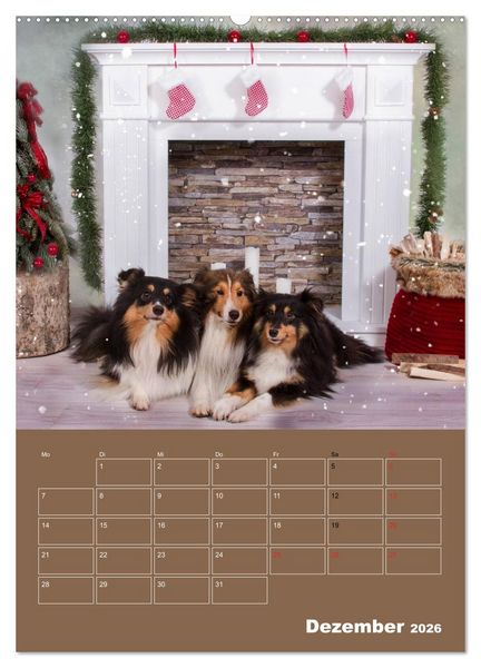 Produktbild: SHELTIES Herzensbrecher auf 4 Pfoten (Wandkalender 2026 DIN A2 hoch), CALVENDO Monatskalender