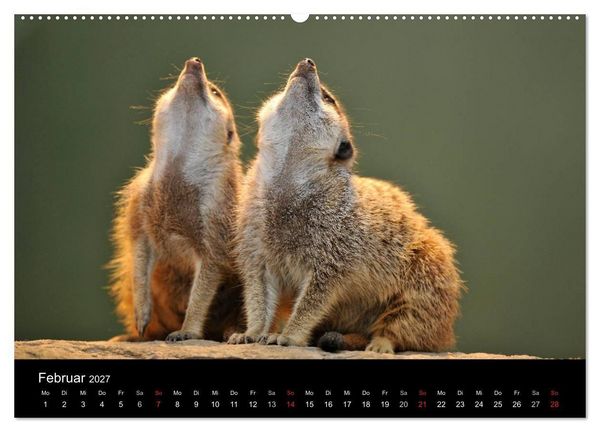 Produktbild: Erdm&auml;nnchen - Tierkinder (Wandkalender 2027 DIN A2 quer), CALVENDO Monatskalender