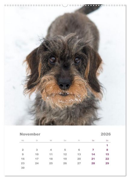 Produktbild: Dackel(augen)blicke (Wandkalender 2026 DIN A2 hoch), CALVENDO Monatskalender